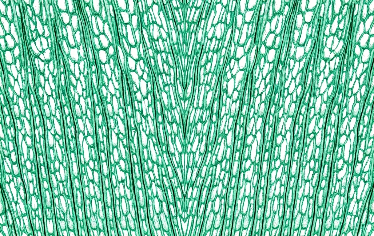 Microscopic plant structure